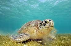 Excursão à baía de Akumal + Cenote Jaguar