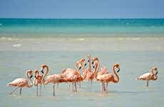Excursão à ilha Holbox