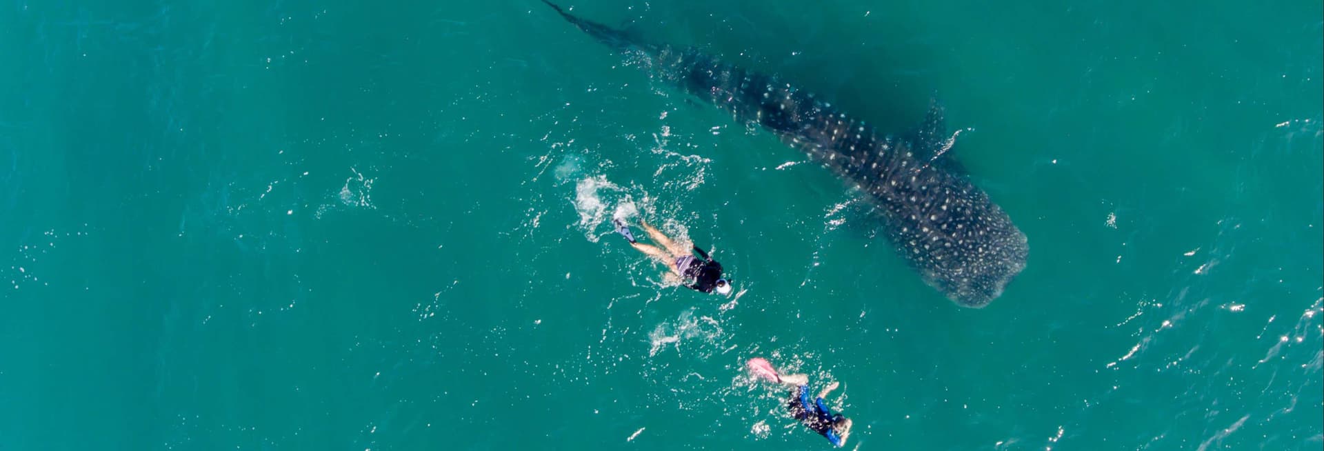Swimming with Whale Sharks Tour