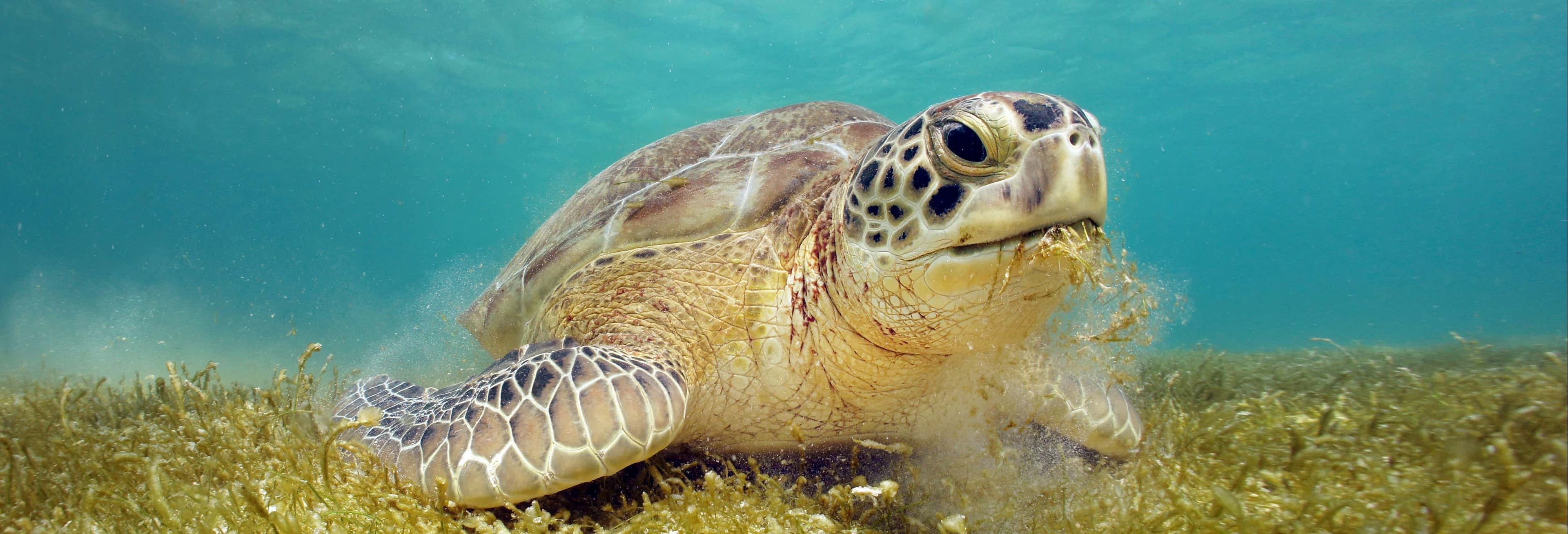Excursão à baía de Akumal + Cenote Jaguar