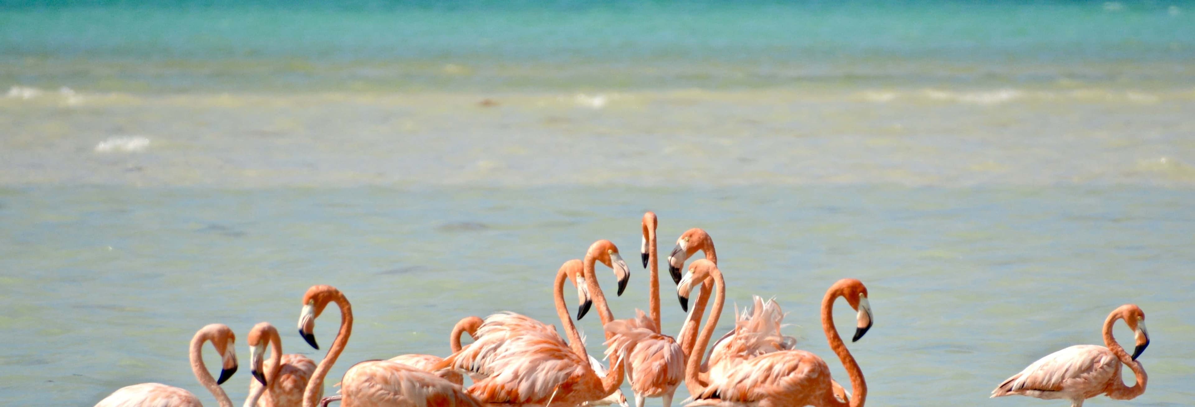 Excursão à ilha Holbox