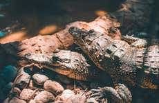 Crocodile Tour in Nichupte Lagoon
